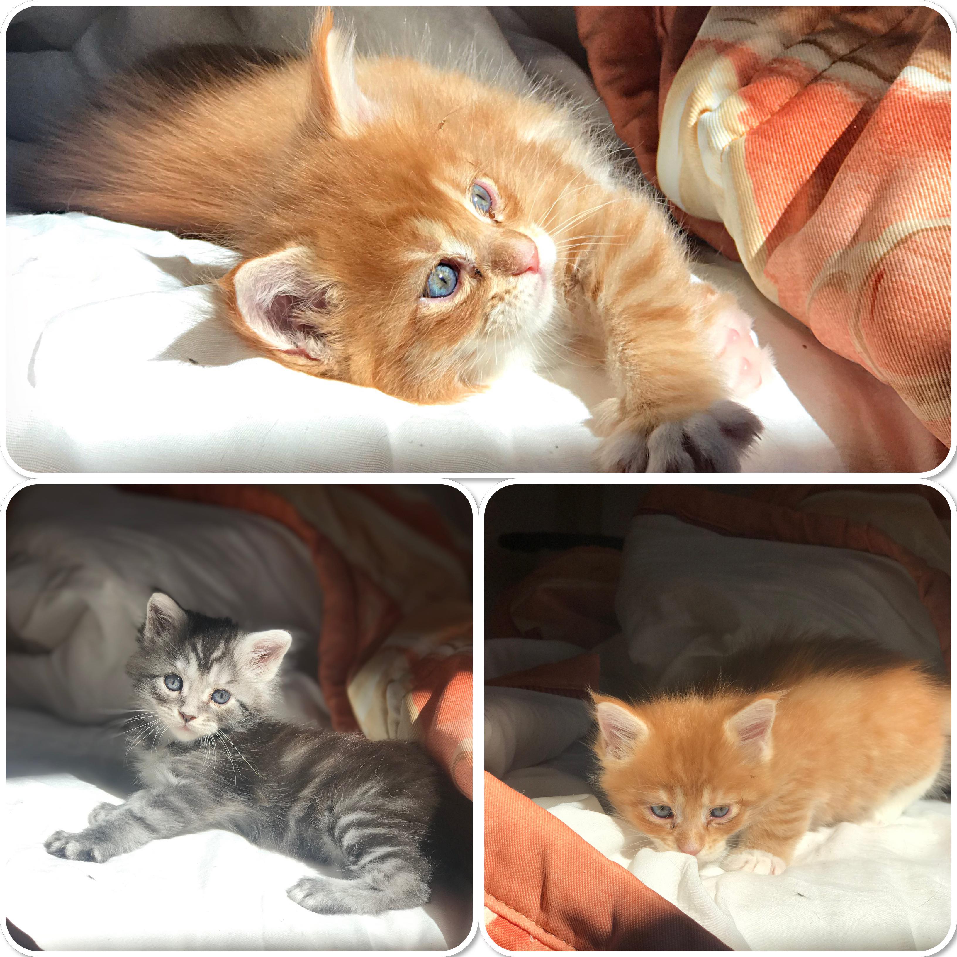 Rackham le rouge red Silver mackerel tabby et Ragnar red mackerel tabby et blanc